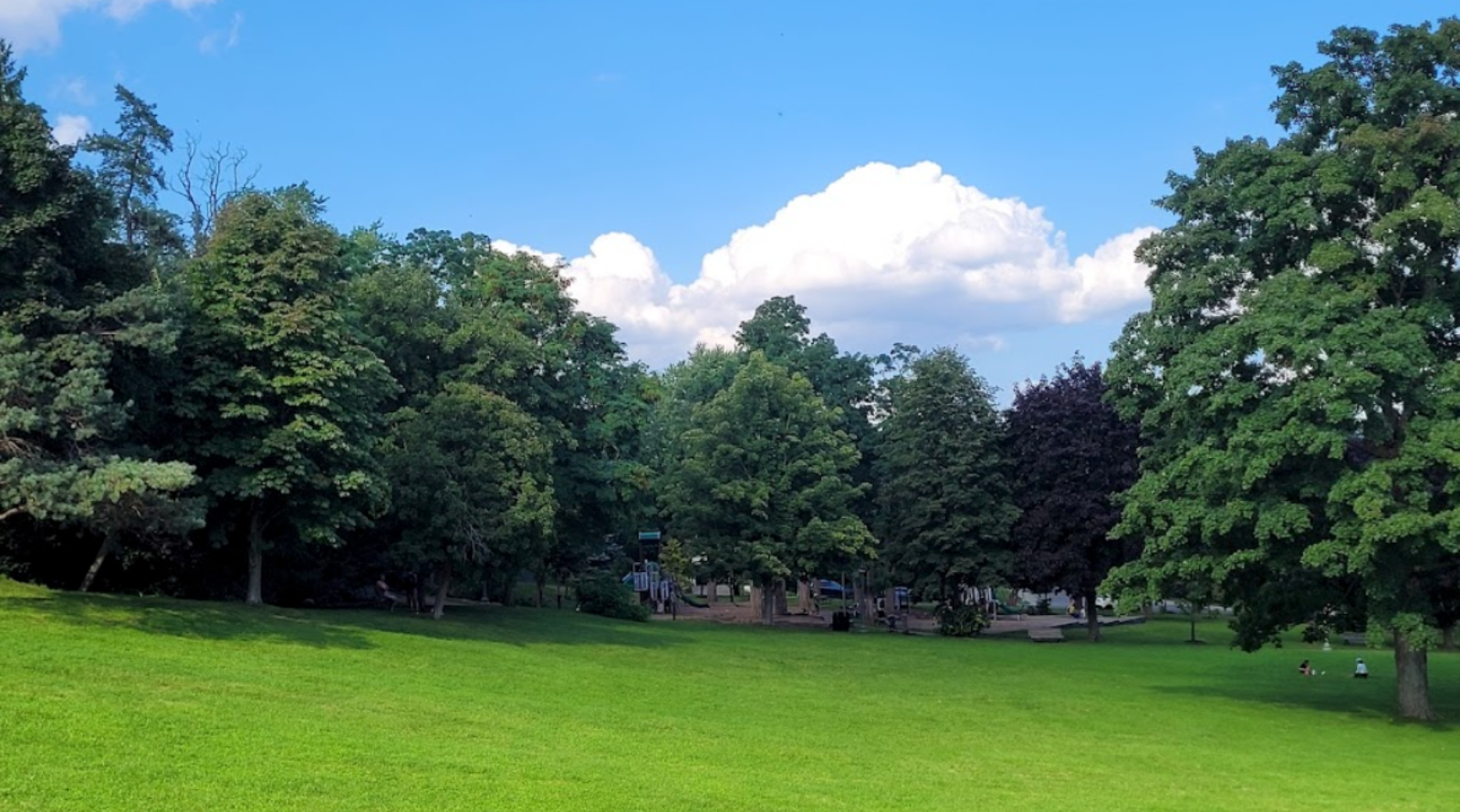 Travaux arboricoles au parc King George : début de la 3e phase des travaux